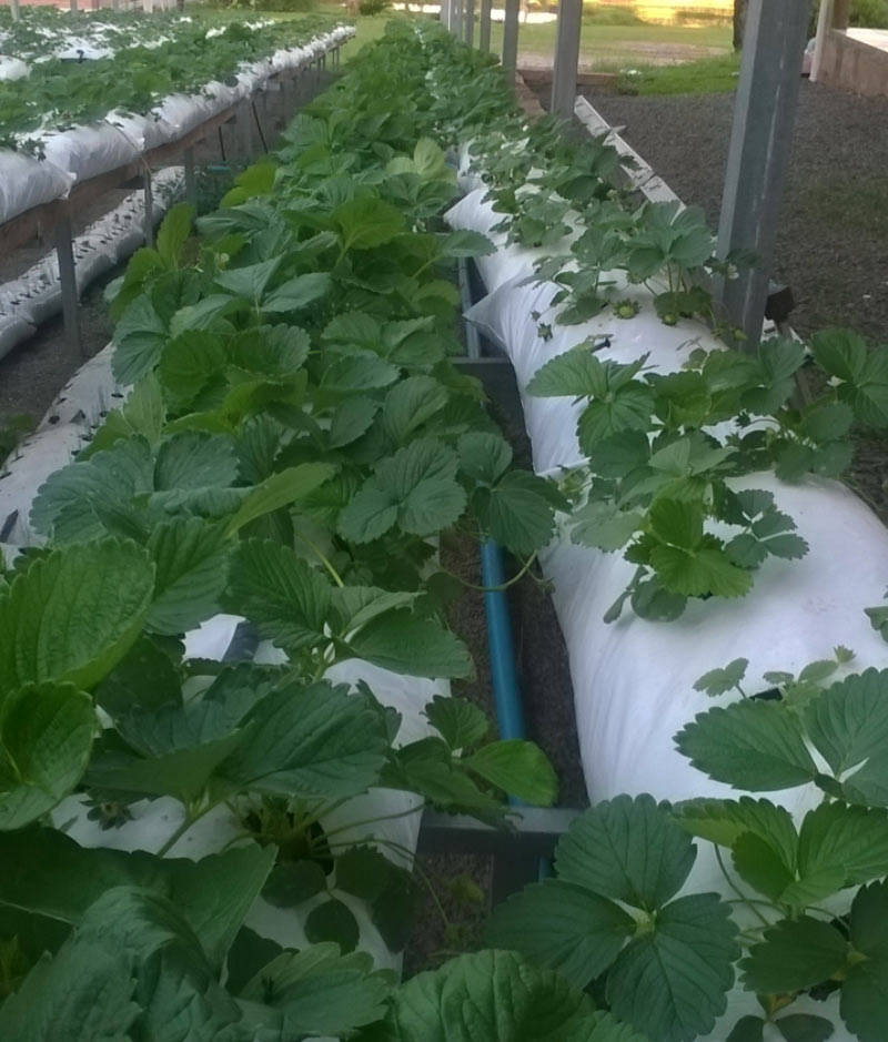Compostagem Bio-C